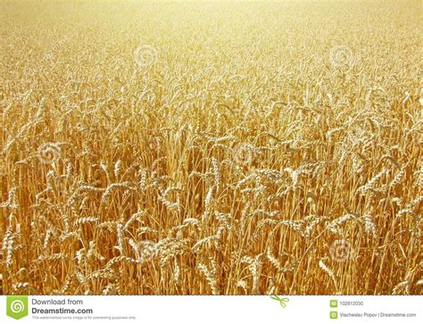 Field Of Wheat Stock Photo Image Of Grow Harvest Food 102812030