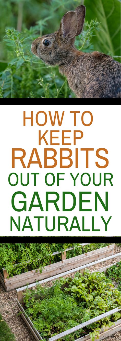 How To Keep Rabbits Out Of Your Garden Naturally Montana Happy