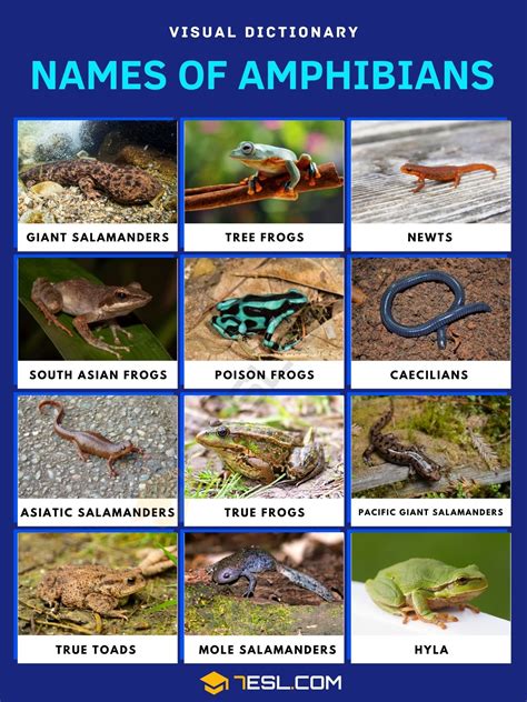 Amphibians List Of Amphibians With Interesting Facts 7esl