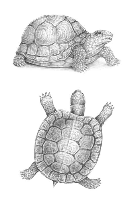 How To Draw A Turtle In 2020 Turtle Sketch Turtle Painting Turtle