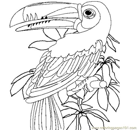 Toucan coloring pages to print toucan bird coloring pages. Toucan Coloring Page - Free Toucan Coloring Pages : ColoringPages101.com