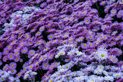 Purple Daisy Flowers With White In A Botanical Garden Background And