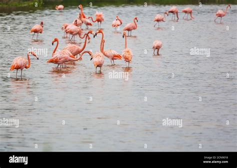 Pink Flamingo In Lagoon Mexico Stock Photo Alamy