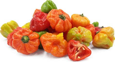Aji Cachucha Chile Peppers Information And Facts