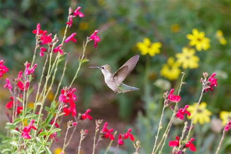 21 Glorious Garden Plants That Attract Hummingbirds How To Attract