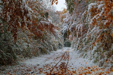 Snowy Autumn Trees Wallpapers Wallpaper Cave