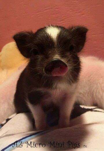 Az Micro Mini Pigs Cute Baby Animals Cute Baby Pigs Baby Animals