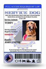 Service Animal Registry Number Photos