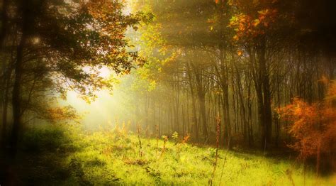 Download Forest Nature Grass Tree Fall Sunshine Sunbeam Hd Wallpaper By