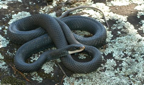 Some of the most common subspecies include: Snakes: RACER SNAKE