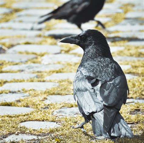 Eyes Of Crow And Penguin Beelationship