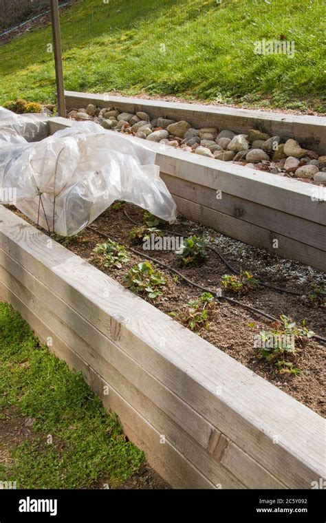 Plastic Row Covering For A Terraced Strawberry Bed On A Hillside In