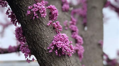 Why Is That Redbud Tree Blooming Along The Trunk