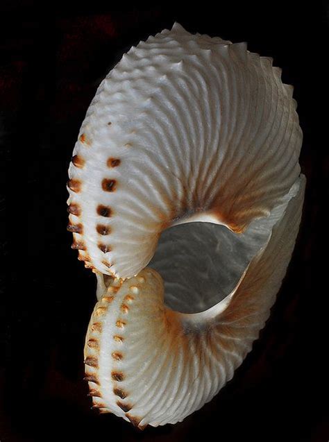 Paper Nautilus Reflected Sea Shells Shells Nautilus