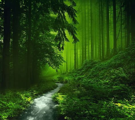 If you have your own one, just create an account on the website and upload a picture. HD Green Forest Wallpaper, Awesome Hd Green Forest Image, #15535