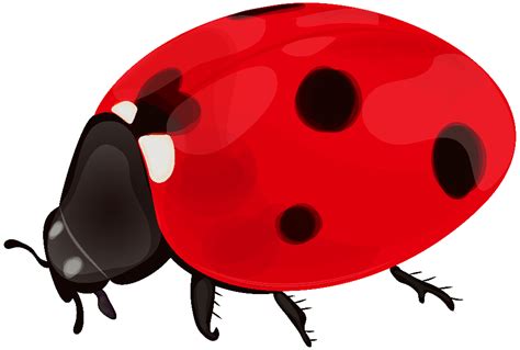 Download High Quality Spring Clipart Ladybug Transparent Png Images