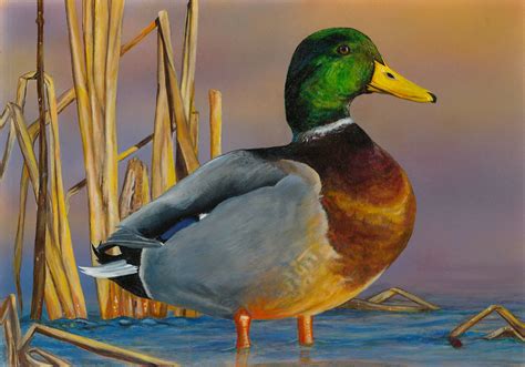 2017fdc226 2017 Federal Duck Stamp Art Contest Entry 226 Us Fish