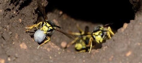 Paper Wasp Queen Identification