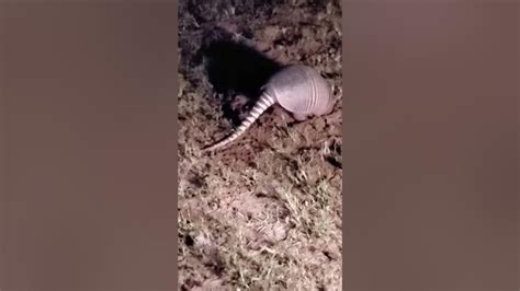 A Large Armadillo Digging In The Yard Youtube