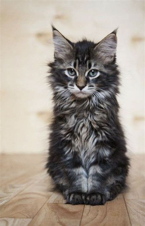 Maine Coon Cats The Giant Domestic Cat Breed With A Gentle Heart The