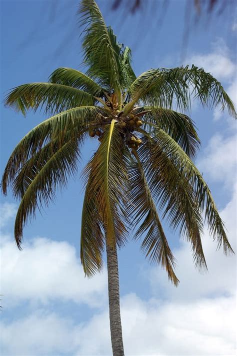 How To Grow Coconut Palm Gardening Channel