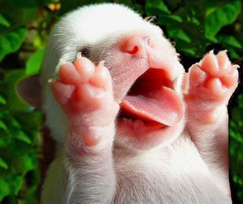 25 Adorable Baby Animal Pictures 25 Pics Amazing Creatures