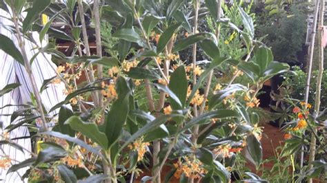 Tea Olive That Blooms Orange Flowers Youtube