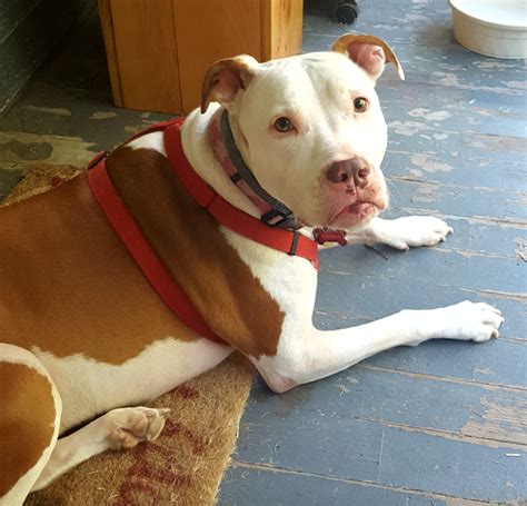 Lost Dog Brown And White Mixed Pit Bull In Vass New To Area Pets