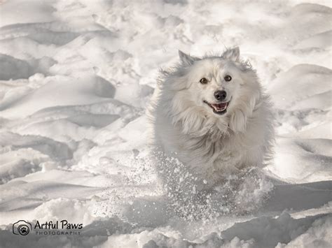 The Perfect Snow Dog Rescue Pet Of The Week Va Dog Photographer