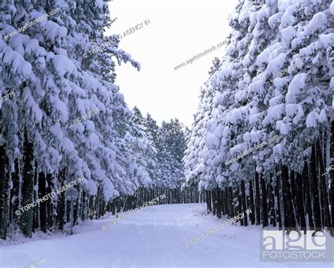 Snow Covered Trees Jeju Island Korea Stock Photo Picture And Rights