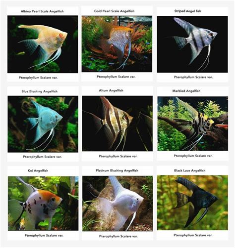 Angelfish 101 The Ultimate Care Guide For Beginners Care 101 The