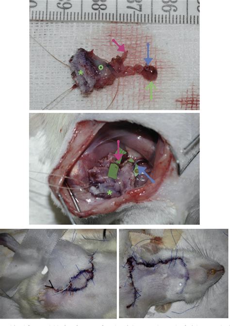 Figure 9 From Septum Based Cervical Lymph Node Free Flap In Rat A New