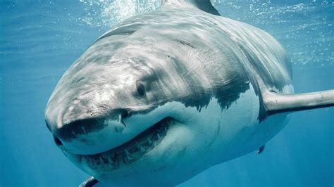 Top 10 Largest Sharks In The World Youtube