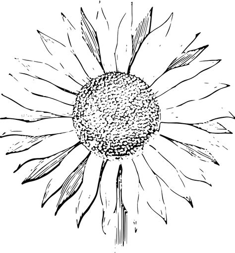 Download SVG > sunflower line art flower - Free SVG Image & Icon ...