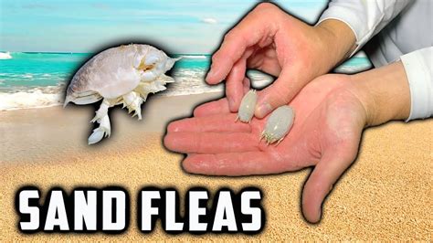 SAND FLEAS How To Catch The Most Popular Surf Fishing Bait YouTube