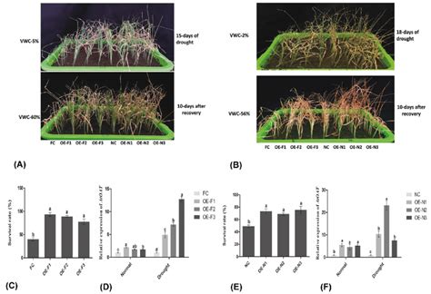 Characterization Of Drought Tolerance In The Transgenic Wheat Lines A