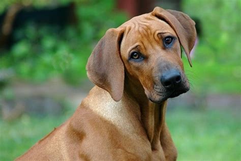 This is the most common way to treat cancer. How to treat your dog's throat cancer