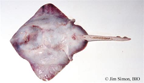 Thorny Skate Amblyraja Radiata