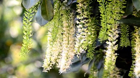 11,420 best nature free video clip downloads from the videezy community. Macadamia Flowers Stock Footage Video 3520352 - Shutterstock