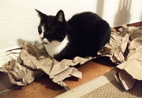 Diese katze befindet sich vielleicht schon gerade im umzug und wir beobachten eine gewisse zeit nero und merlin suchen ein gemeinsames neues zuhause mit zugang zu einem gesicherten garten. Katzen suchen ein Zuhause | VeganBook