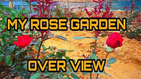 My Rose Garden Over View Some Information About Rose Garden And Rose