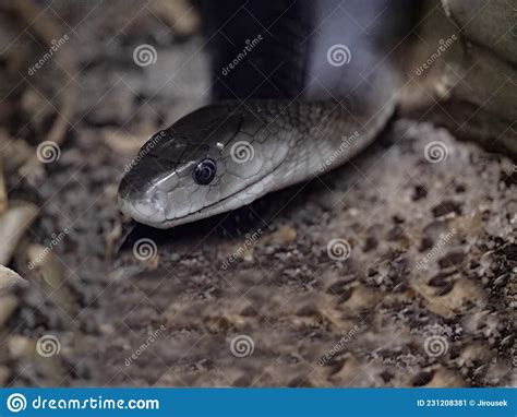 Black Mamba Dendroaspis Polylepis Is Africa`s Most Venomous Snake