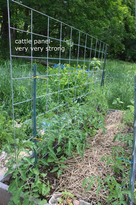 Tomato Trellis Using Cattle Panel Garden Plant