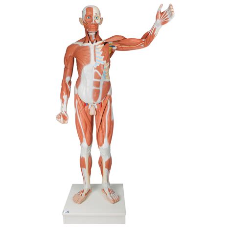 Anatomical Teaching Models Plastic Human Muscle Models Life Size