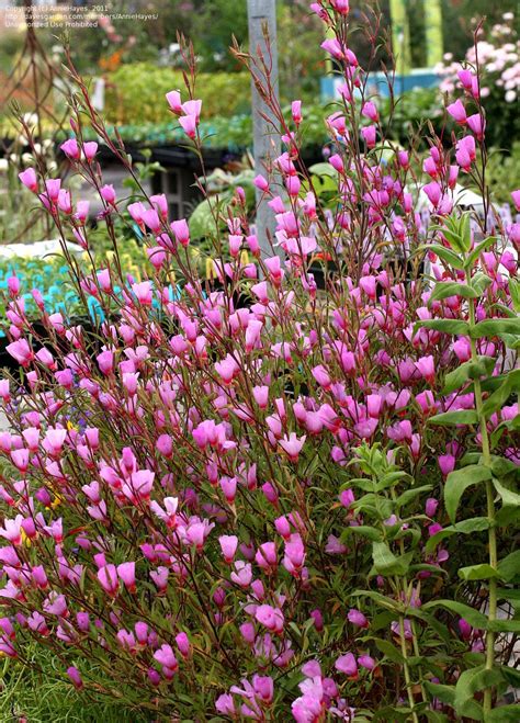 Conserve water, save money, and love your garden. Ruby Chalice Clarkia (Clarkia rubicunda blasdalei ...