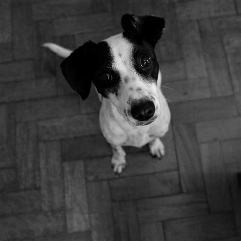 Cute Face Dog Black And White Pics Fav Images