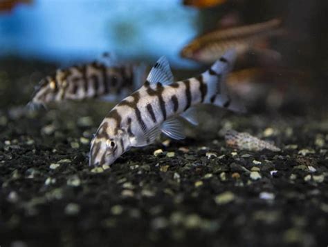 They don't eat live plants, though some people think yoyo or clown loaches will both eat snails and eggs, with clowns being quite peaceful aquarium fish in my experience. What Aquarium Fish Eat Snails to Remove Tiny Pest Snails ...