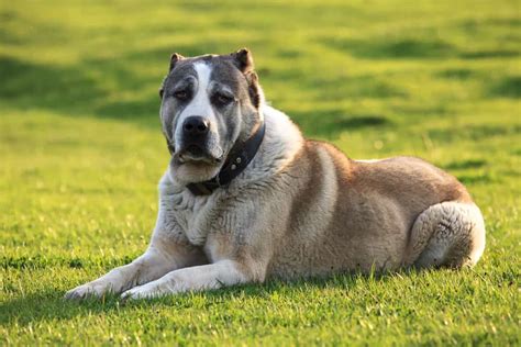 See more ideas about alabai dog, dog breeds, big dogs. Alabai (Central Asian Shepherd Dog) Ultimate Guide ...