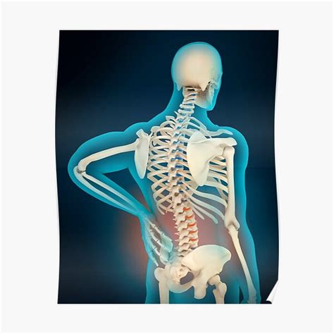 Anatomy Between Hip Lower Ribcage In Back Skeleton Thorax Anterior