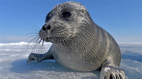 Maybe you would like to learn more about one of these? Baikal seals feed on tiny crustaceans like whales do ...